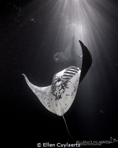 MANTA MAGIC

 by Ellen Cuylaerts 